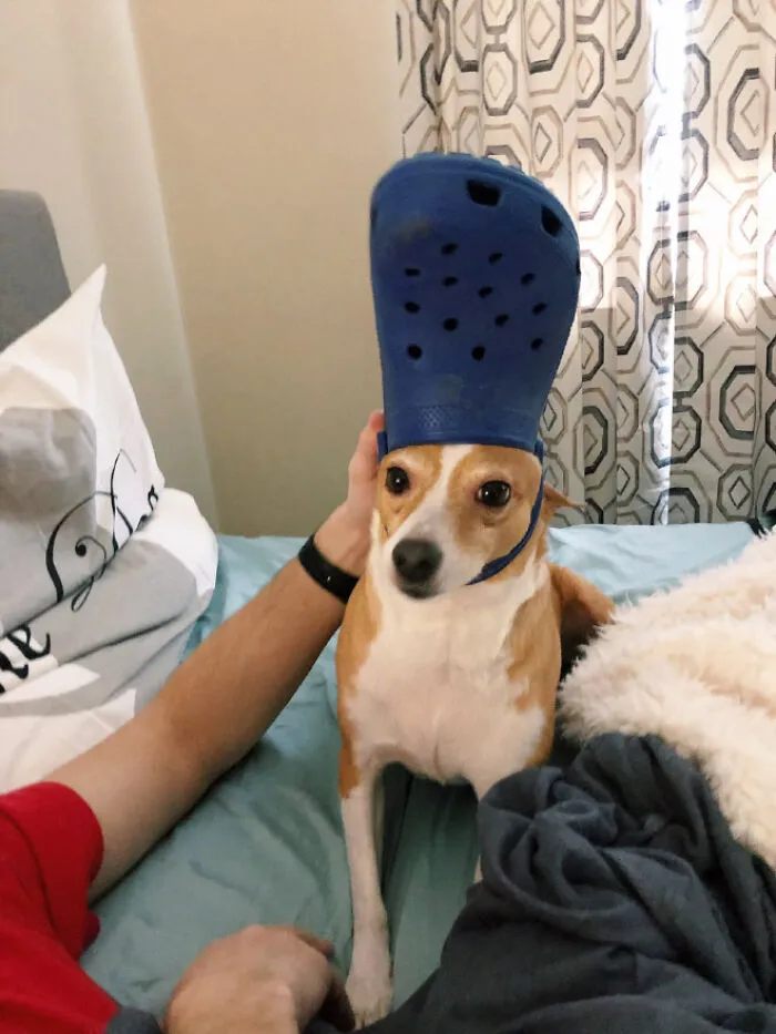 A Slipper On Your Pet's Head Can Make Them Look Like The Pope, And Here Are 30 Pics To Prove It
