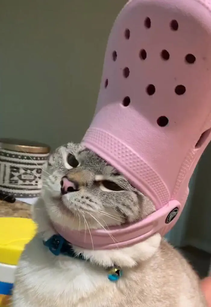 A Slipper On Your Pet's Head Can Make Them Look Like The Pope, And Here Are 30 Pics To Prove It