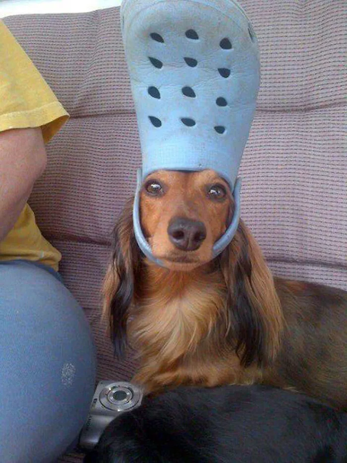 A Slipper On Your Pet's Head Can Make Them Look Like The Pope, And Here Are 30 Pics To Prove It