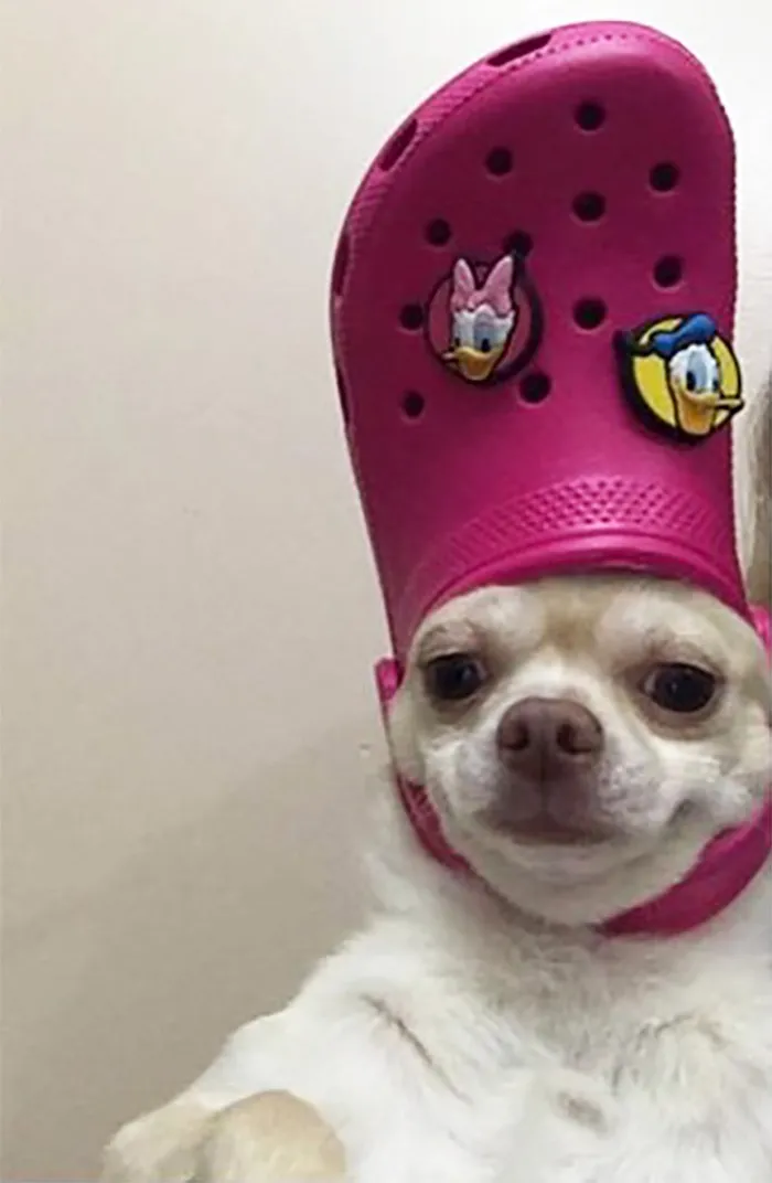 A Slipper On Your Pet's Head Can Make Them Look Like The Pope, And Here Are 30 Pics To Prove It