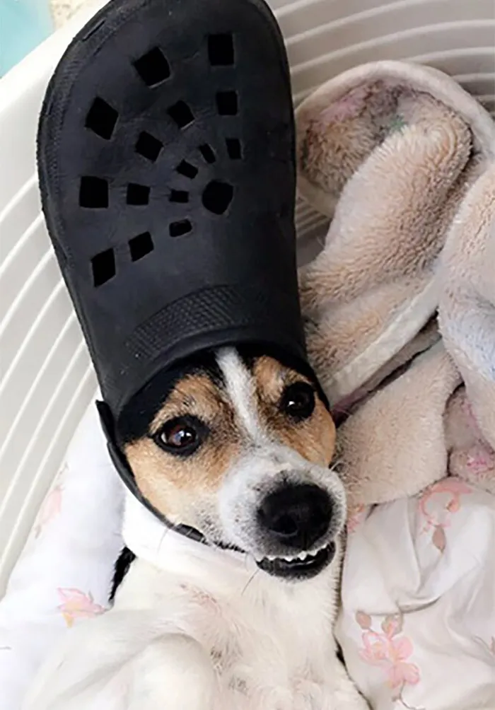 A Slipper On Your Pet's Head Can Make Them Look Like The Pope, And Here Are 30 Pics To Prove It