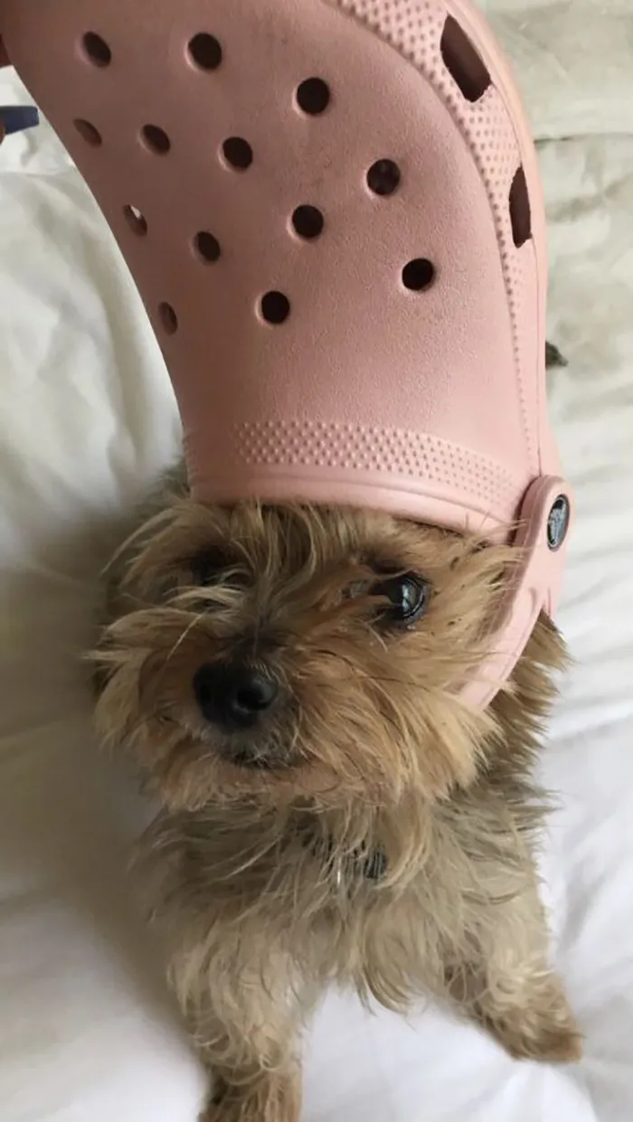 A Slipper On Your Pet's Head Can Make Them Look Like The Pope, And Here Are 30 Pics To Prove It