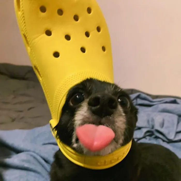 A Slipper On Your Pet's Head Can Make Them Look Like The Pope, And Here Are 30 Pics To Prove It