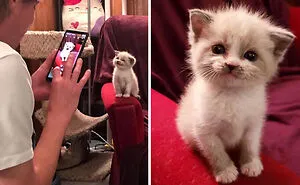 This Online Community Documents Photos Of 'Supermodel Cats' That Certainly Know How To Strike A Pose (50 Pics)