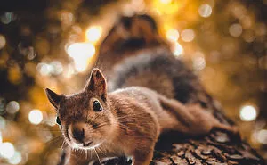 I Spent Two Years Photographing Squirrels In The Finnish Wilderness And Their Expressions Are Adorable (38 Pics)