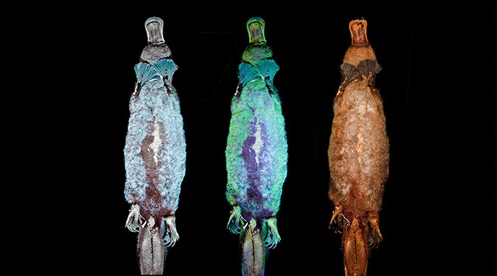 Scientists Just Realized That Platypuses Glow Under A UV Light, Further Adding To The Bizarreness Of The Animal