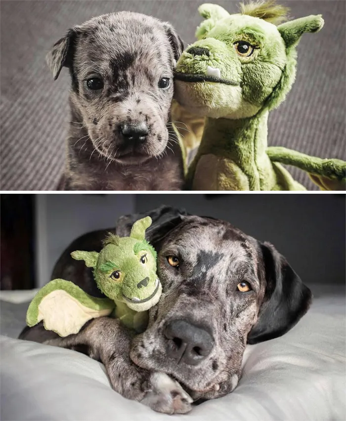 Elliot's Owner Shares What He Looked Like At 4 Weeks vs. Full Grown, With His Favorite Toy