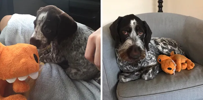 4 Years Later, She Has Ripped Up Hundreds Of Toys, But She Refuses To Hurt Her Dino