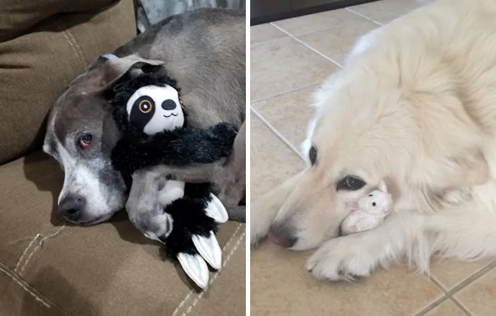People Are Sharing Pictures Of Their Pets Refusing To Part With Their Favorite Toys, And They're Too Pure (40 Pics)