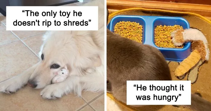 People Are Sharing Pictures Of Their Pets Refusing To Part With Their Favorite Toys, And They're Too Pure (40 Pics)
