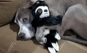 People Are Sharing Pictures Of Their Pets Refusing To Part With Their Favorite Toys, And They're Too Pure (40 Pics)