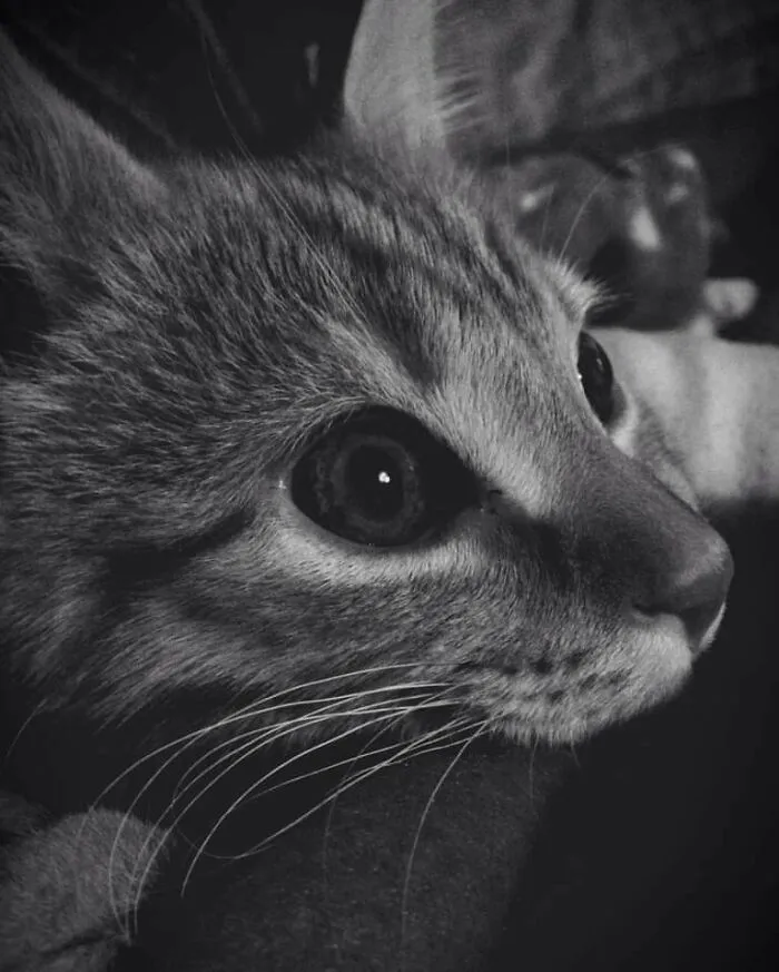 My Beautiful Peter, 11.09.14-15.03.20