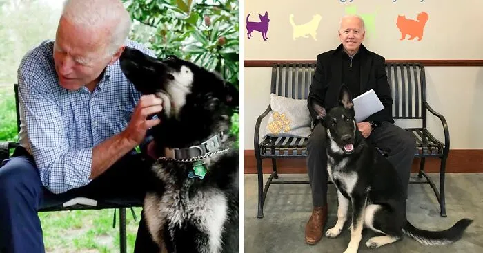 Turns Out, Joe Biden's Dog Major Will Be The First Shelter Dog To Live In The White House In History