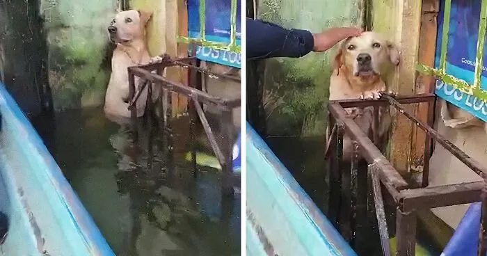 Dog Saved From Flood In Mexico, Gets Taken In By The Mexican Marines Who Saved Him