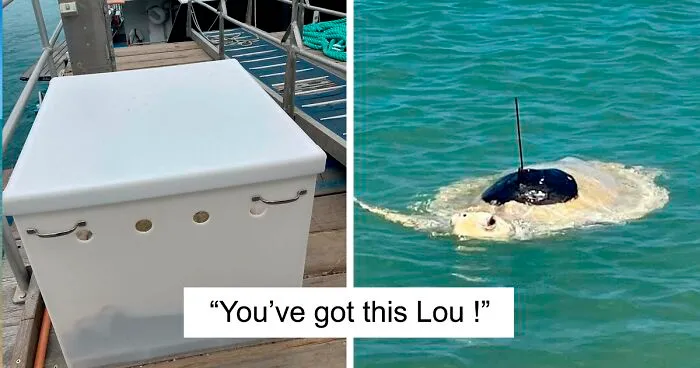 Sea Turtle Named Lou Learns To Swim Again After Losing Two Flippers In Fishing Nets