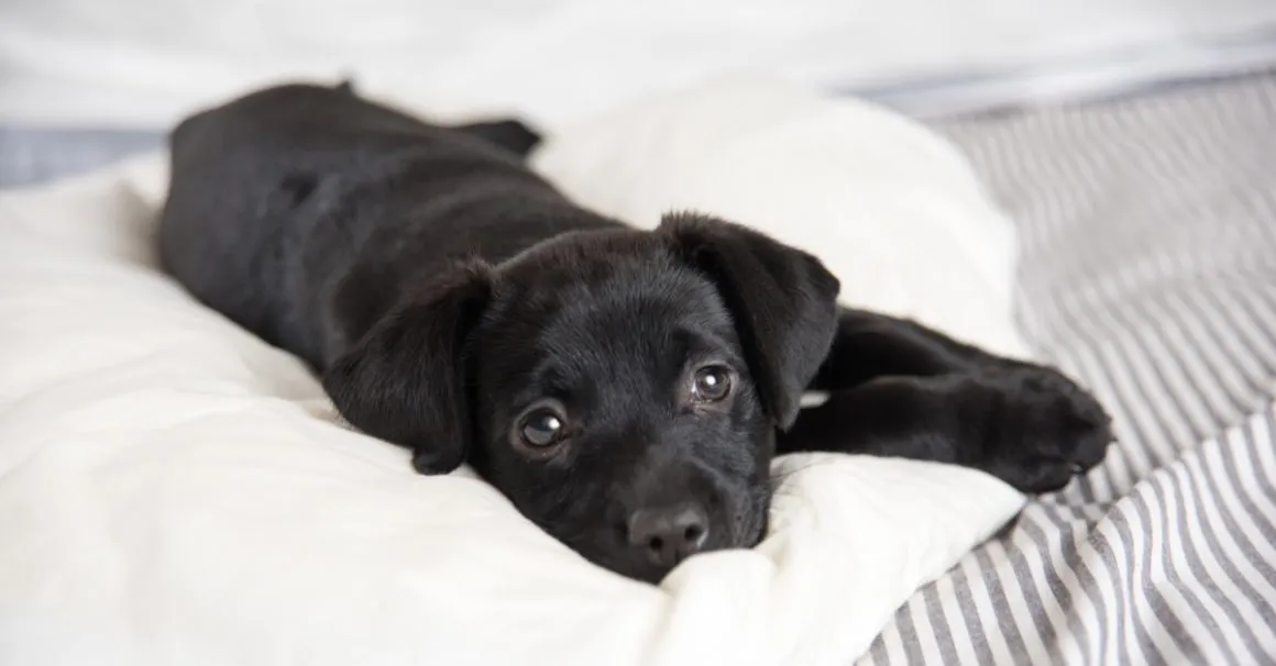How To Get A New Dog Acclimated To Life In Your Home