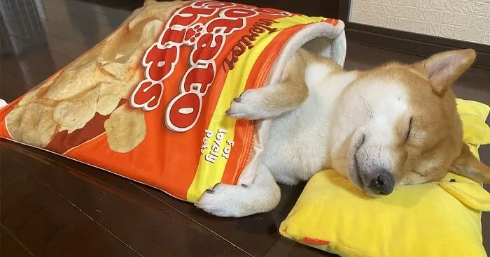This Shiba Inu Napping Inside A Potato Chip Bag-Like Bed Is The Daily Dose Of Internet You Need Today (16 Pics)