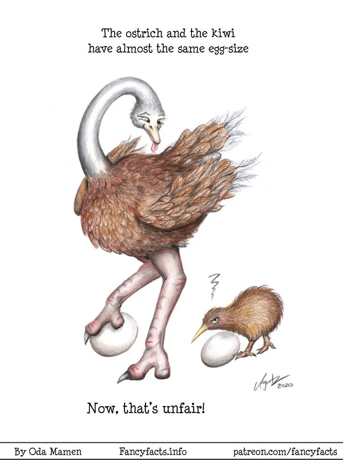 Egg Size