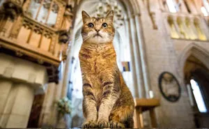 Cat Who Lived In A Church For 12 Years Passes Away, The Church Gives Her An Entire Memorial Service