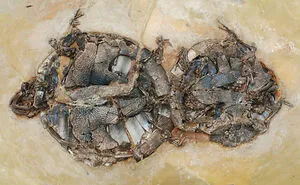 19 Ancient Fossils That’ll Make You Say ‘Whoa’