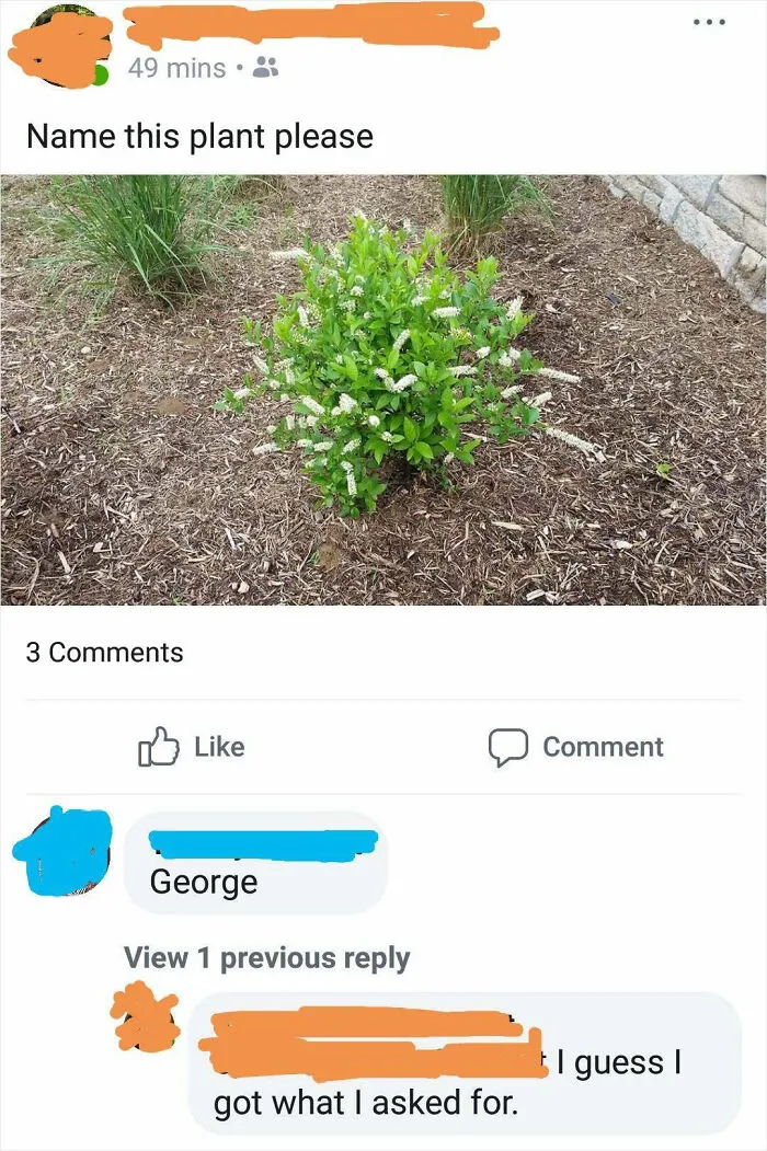 Name This Plant