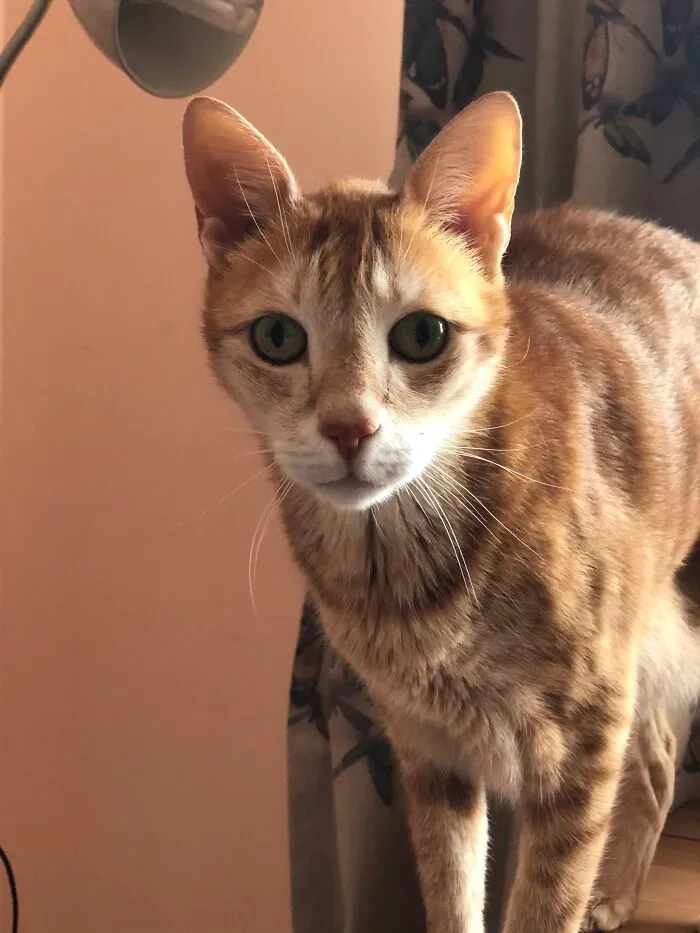 My Old Man Orange!