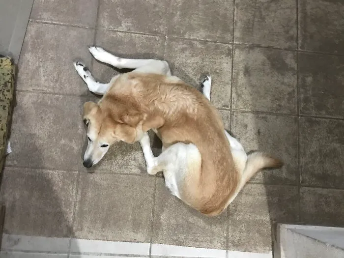 Janis Is 13 Y.o... Always Is The Same