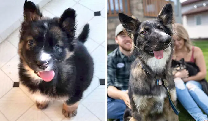 Brodie Was Brought Into The Shelter After His Mom Attacked Him. Now He's A Qualified Therapy Dog For People With Disabilities