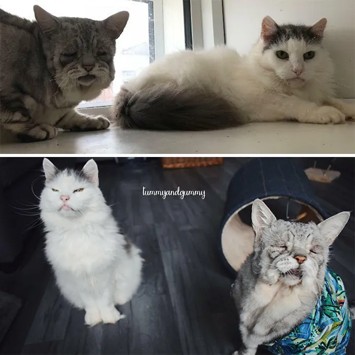Toby And Quinton Were Rescued Together And Adopted As A Bonded Pair. Toby Has Ehlers Danlos Syndrome And Quinton Was Toothless. They Became Brave And Happy . Quinton Passed Away Recently, I'm So Glad We Had Him For The Time We Did And He Passed Knowing We Would Keep His Best Friend Safe