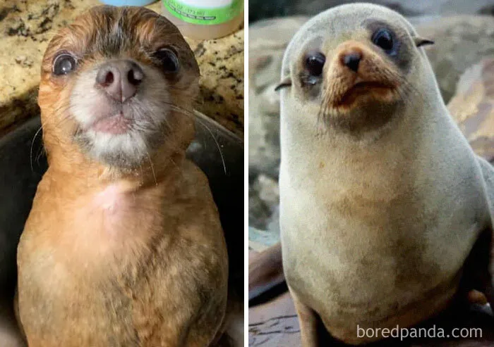 Little Seal