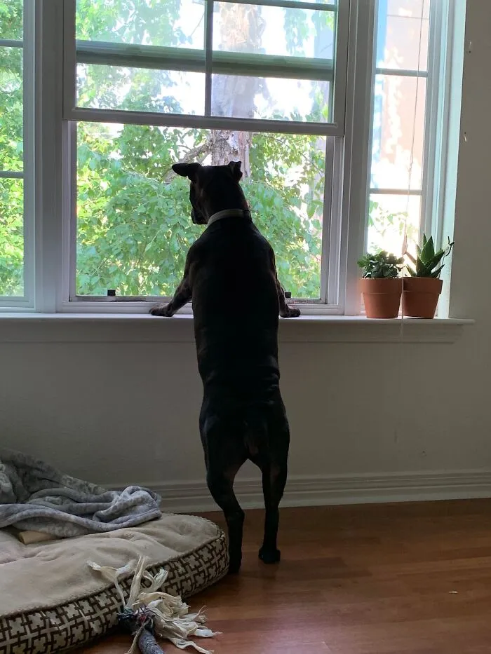30 Photos Of Pets Being The Only Nosey Neighbors You Can't Be Annoyed At