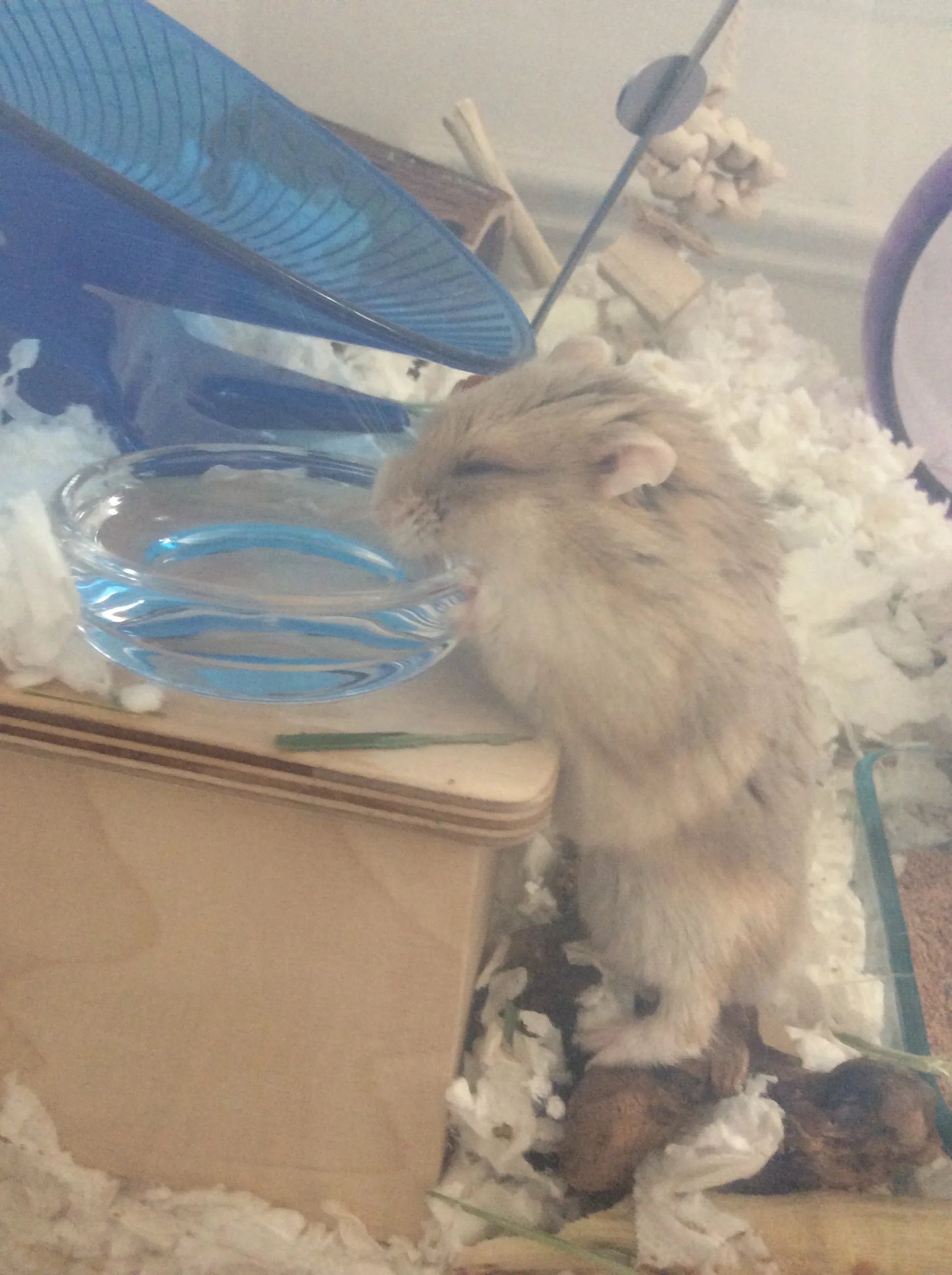 My Hamster Is The Cutest (Part 2!)