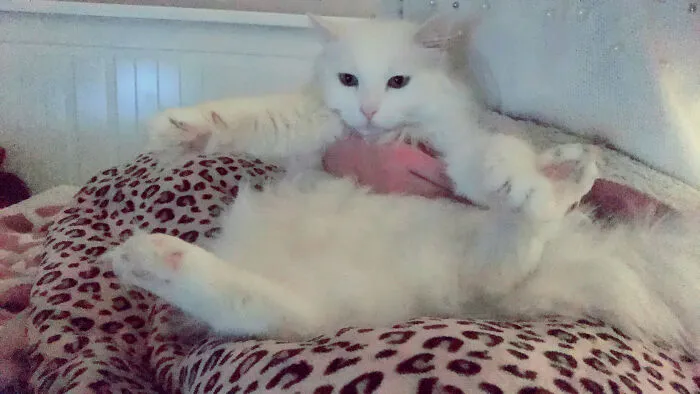 He Likes Sitting Like This Sometimes