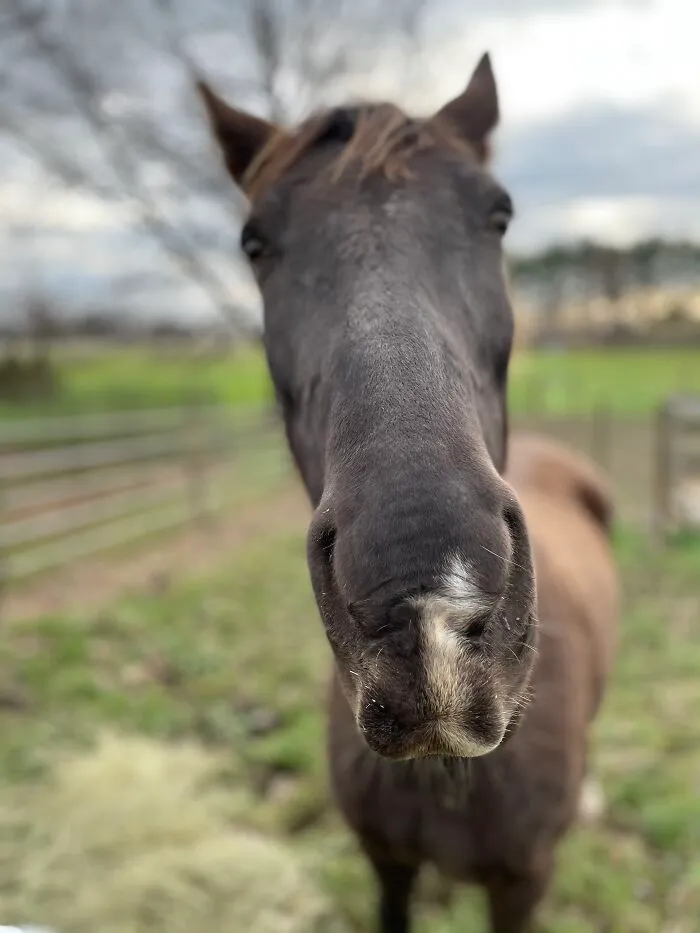 This Is My Good Side (Cinnamon, 12 Year/Old Tennessee Walker)