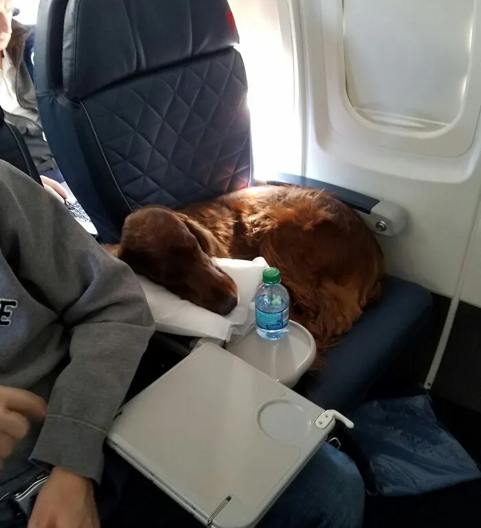 Este setter irlandés no ganó el mejor de su grupo en Westminster, pero sí el mejor de primera clase en mi vuelo