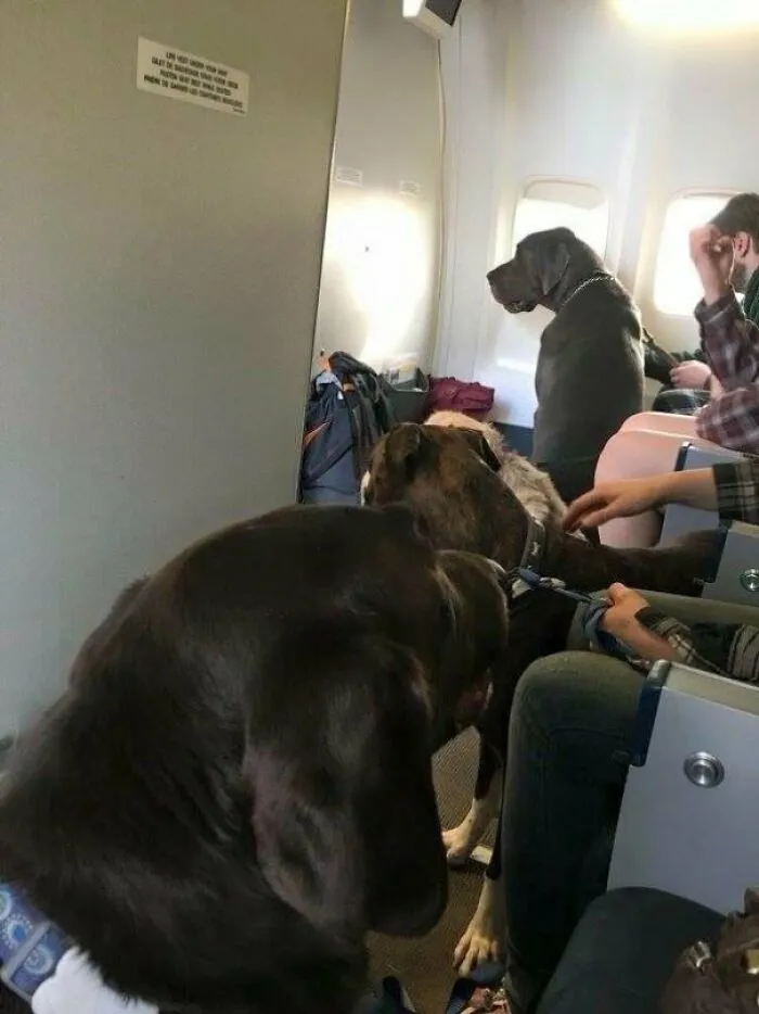 Los animales domésticos se apoderan de la cabina del avión en el vuelo de evacuación del incendio de Fort Mcmurray