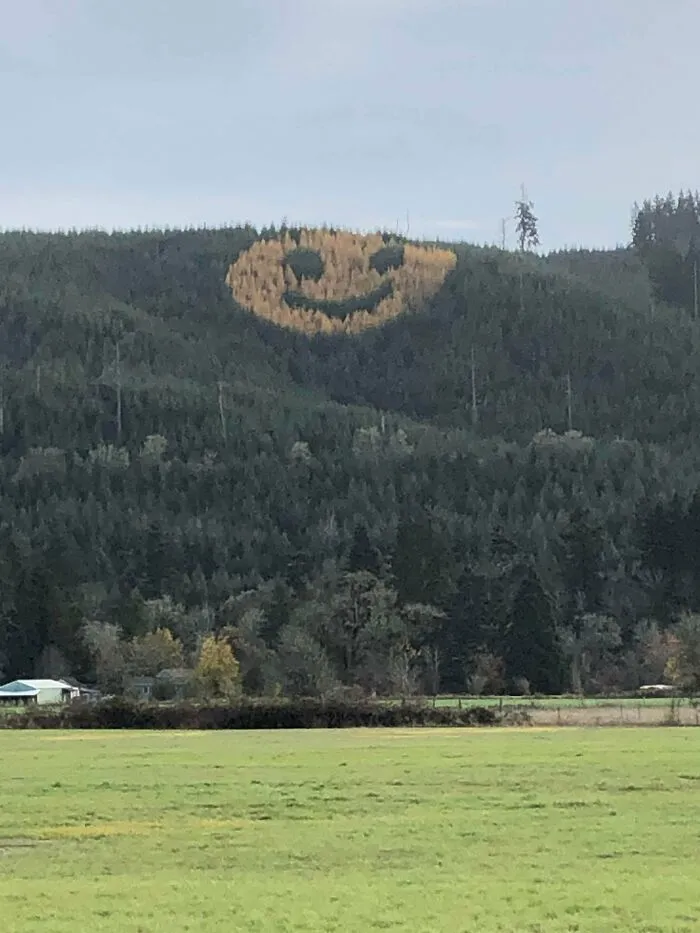 How They Replanted This Forest To Smile At You In The Fall