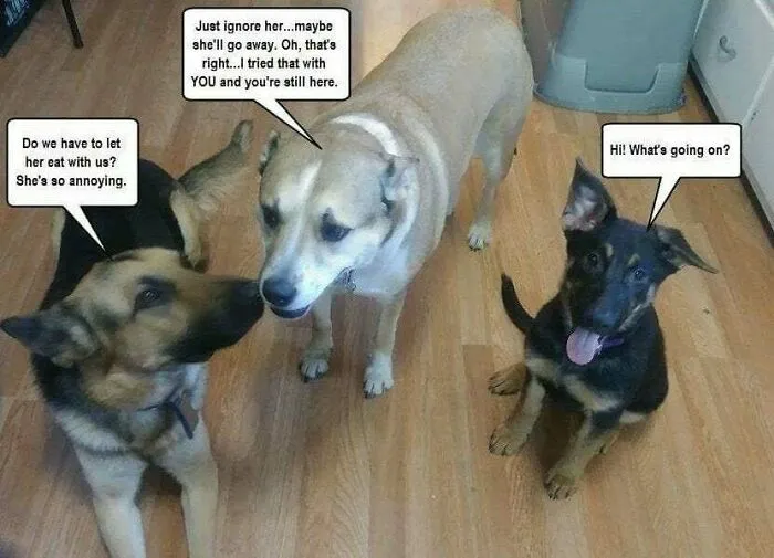 My Father In Law Likes To Caption Pictures Of My Pets On Facebook