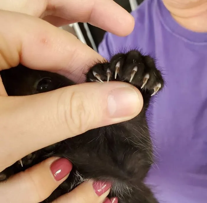 ¡Este gatito con 7 almohadillas!