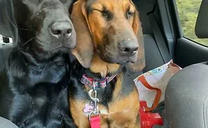 50 Pics Showing Missing Dogs Returning To Their Homes That Might Get You Teary-Eyed