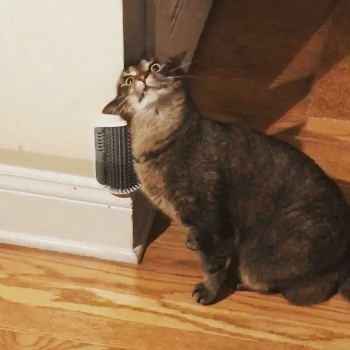 Her Kitty Operating System Crashed