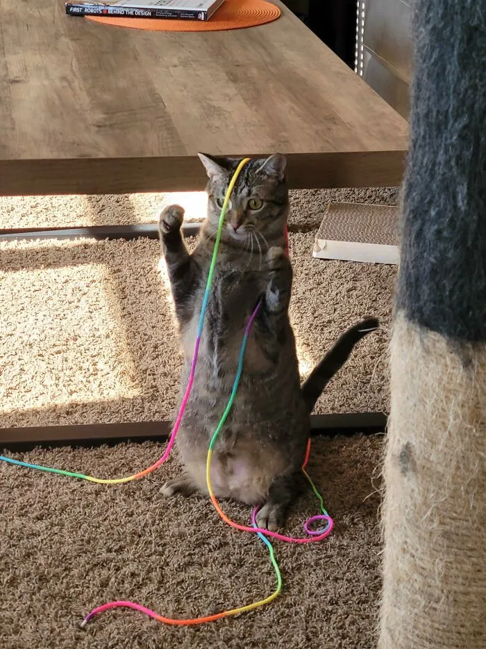 His New Toy Sparked An Existential Crisis
