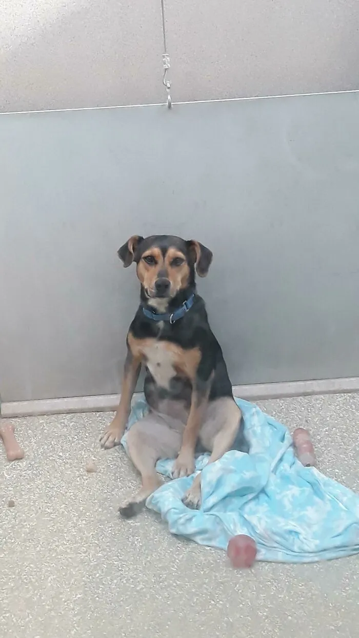 Le dije a este perro que se sentara y se sentó así