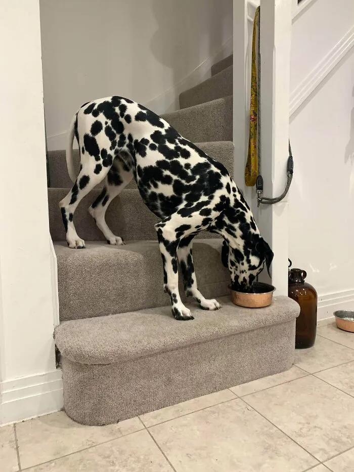 We Put Her Bowl On The Bottom Step So She Didn’t Have To Bend Down As Far To Eat From It...