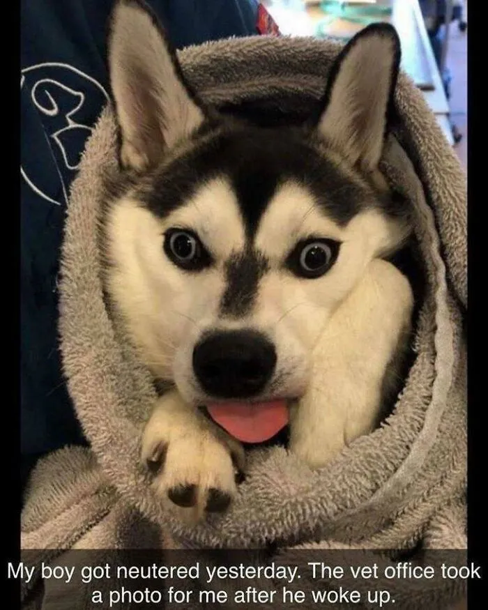 Mi perro fue esterilizado ayer. El veterinario le hizo una foto tras despertar