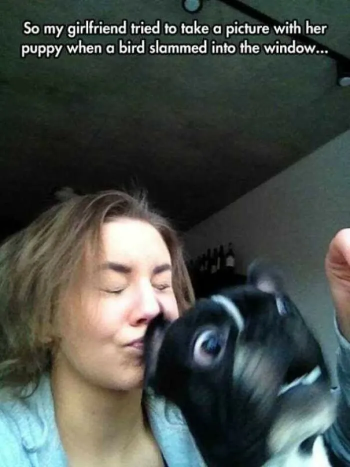 Tried To Take Picture As Dog Sees Bird Slam Into Window