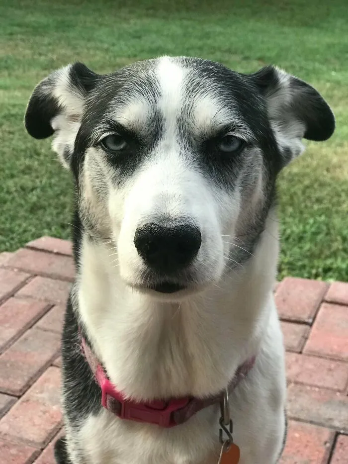 Es su cara. Es un perro feliz, pero parece estar siempre decepcionado con nosotros