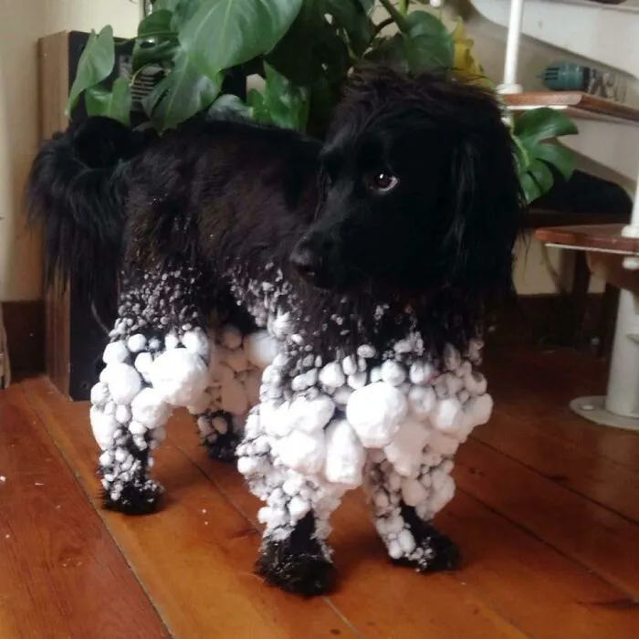 Tras un paseo por la nieve, podría desfilar como modelo