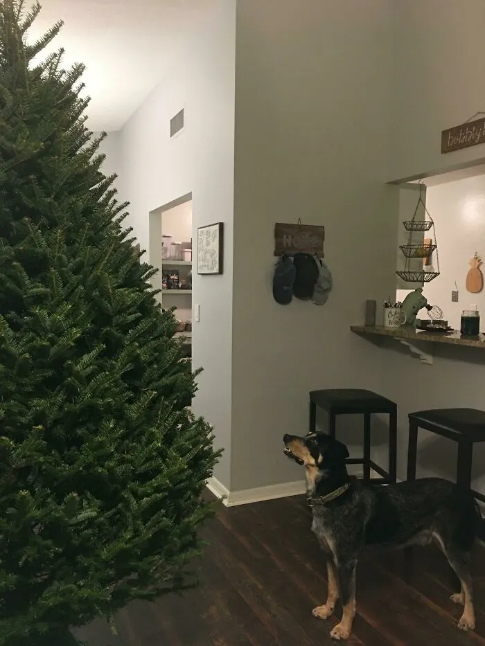He Haphazardly Looked For Birds In The Tree When We First Set It Up. I Instantly Felt Bad When I Played A Youtube Video Of Birds In The Forest And Put My Phone In The Branches. He Stared At It Like This For Hours