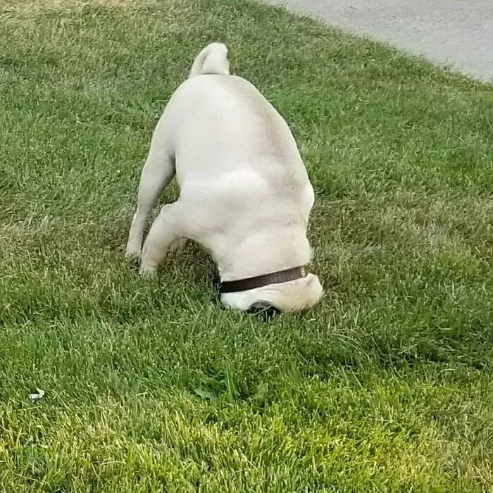 Mi pug. No hay ningun agujero en el césped